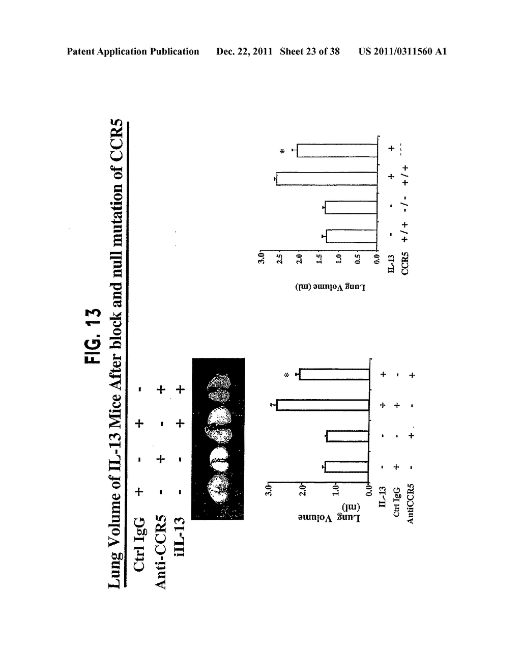 Methods and Compositions Relating to CCR5 Antagonist, IFN-Gamma and IL-13     Induced Inflammation - diagram, schematic, and image 24