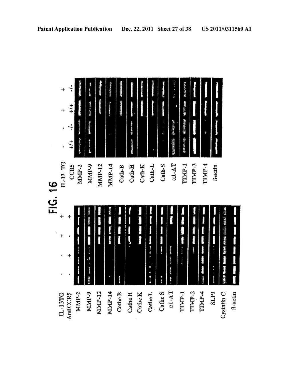 Methods and Compositions Relating to CCR5 Antagonist, IFN-Gamma and IL-13     Induced Inflammation - diagram, schematic, and image 28