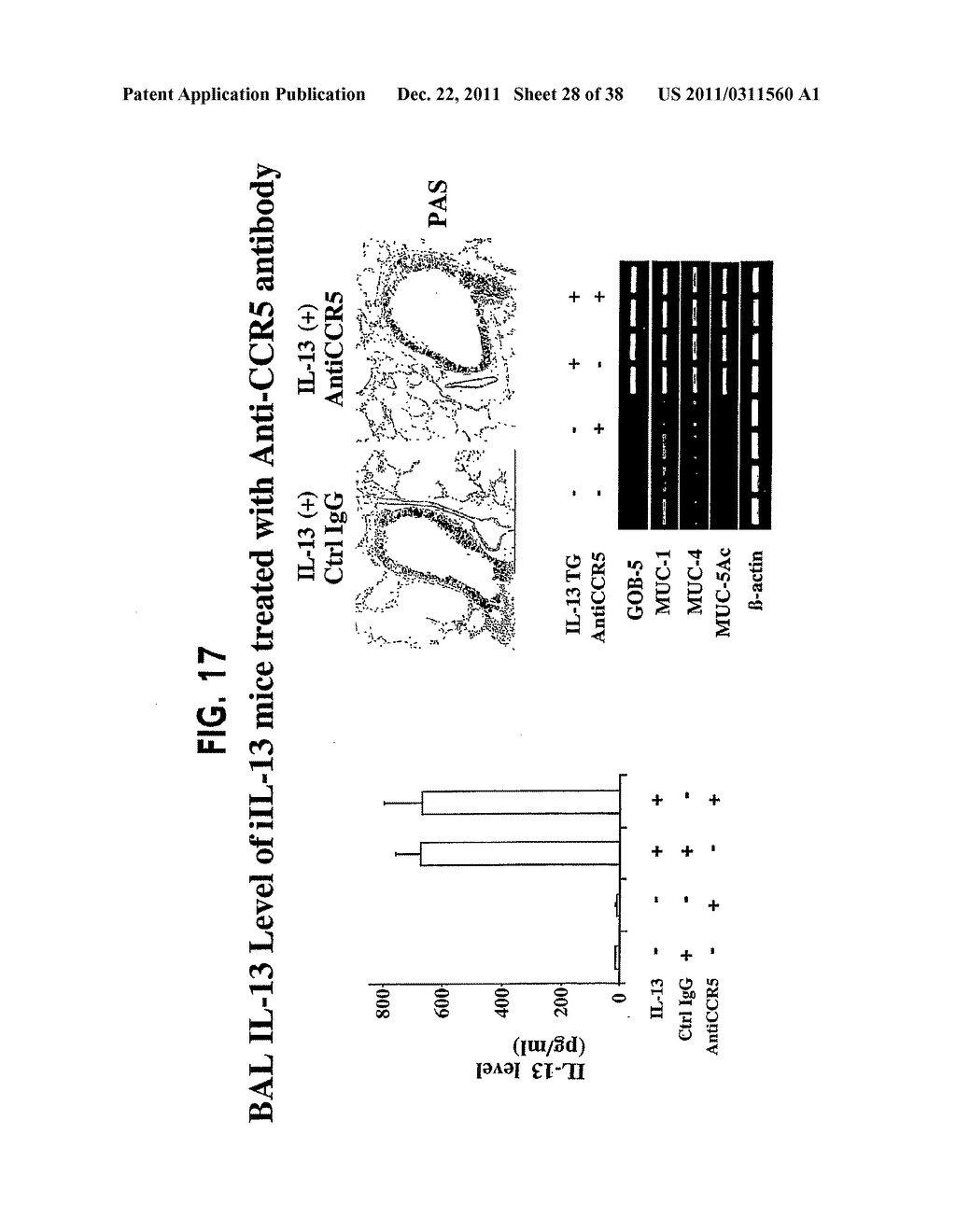 Methods and Compositions Relating to CCR5 Antagonist, IFN-Gamma and IL-13     Induced Inflammation - diagram, schematic, and image 29