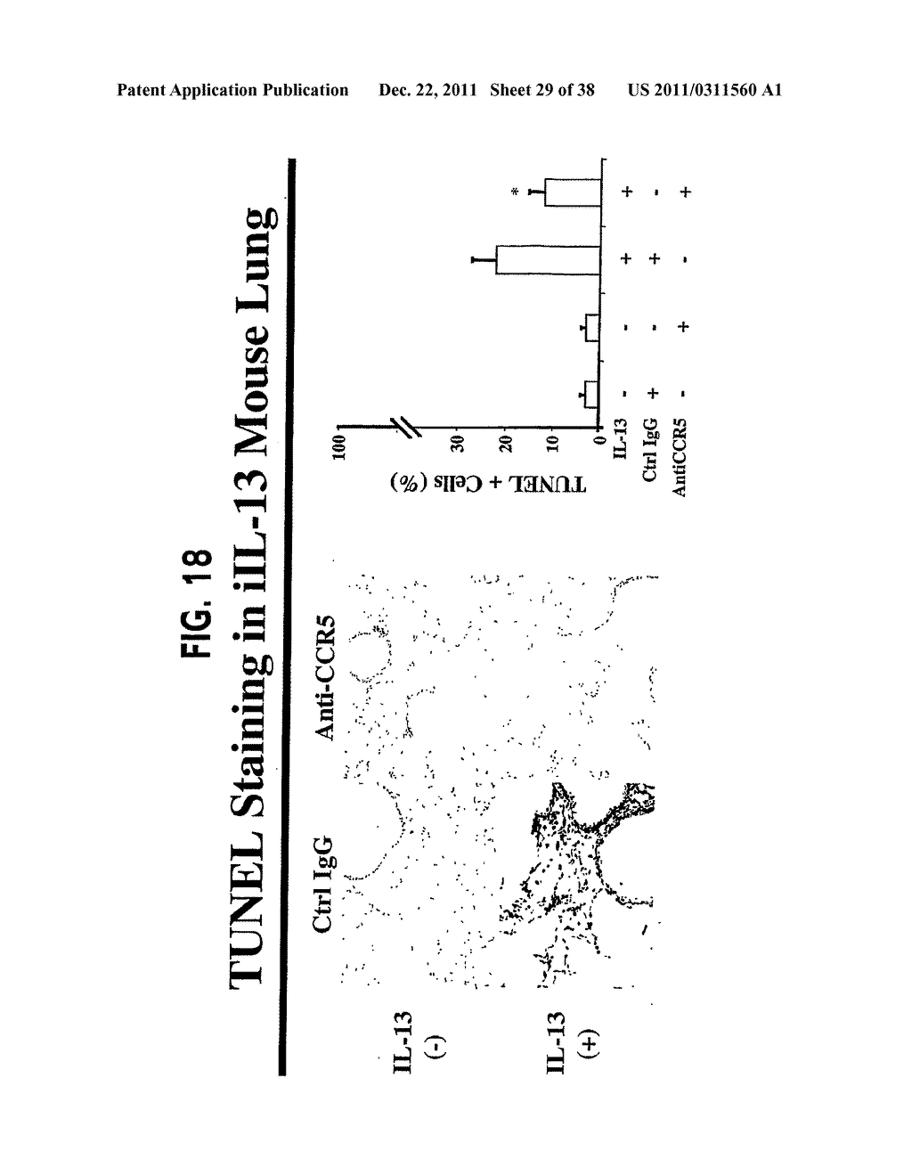 Methods and Compositions Relating to CCR5 Antagonist, IFN-Gamma and IL-13     Induced Inflammation - diagram, schematic, and image 30