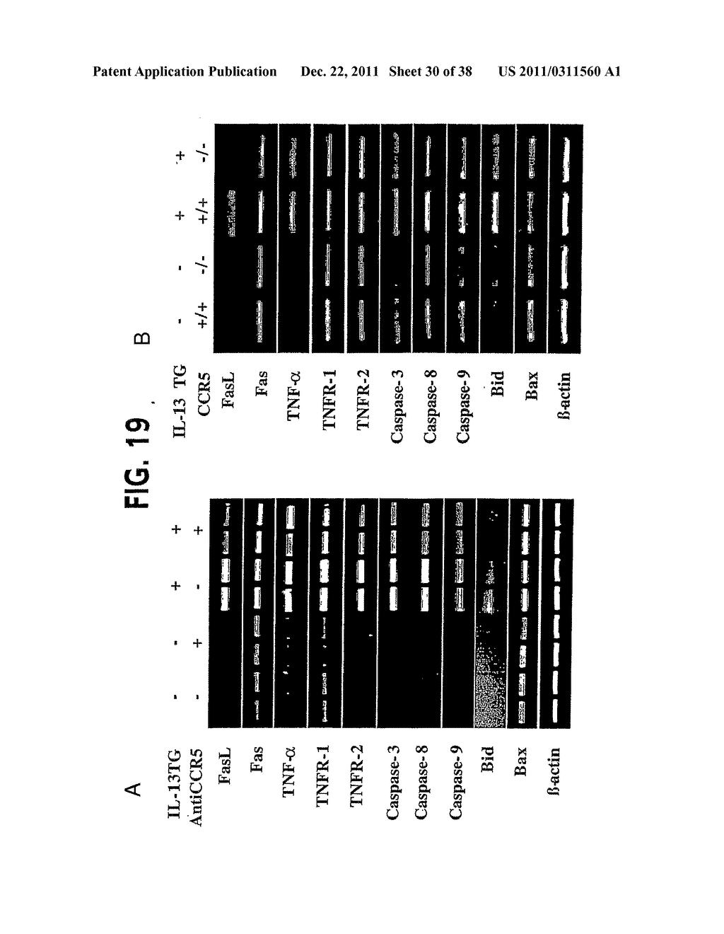 Methods and Compositions Relating to CCR5 Antagonist, IFN-Gamma and IL-13     Induced Inflammation - diagram, schematic, and image 31