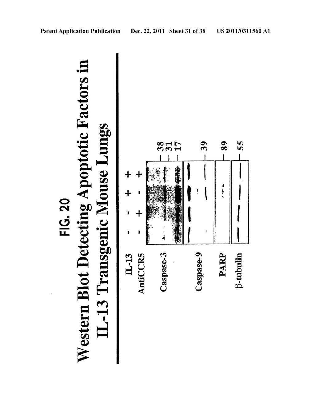 Methods and Compositions Relating to CCR5 Antagonist, IFN-Gamma and IL-13     Induced Inflammation - diagram, schematic, and image 32