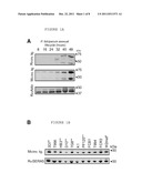 METHODS AND COMPOSITIONS FOR TREATING AND PREVENTING MALARIA USING AN     INVASION LIGAND DIRECTED TO A PROTEASE-RESISTANT RECEPTOR diagram and image