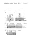 METHODS AND COMPOSITIONS FOR TREATING AND PREVENTING MALARIA USING AN     INVASION LIGAND DIRECTED TO A PROTEASE-RESISTANT RECEPTOR diagram and image