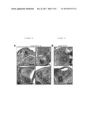 METHODS AND COMPOSITIONS FOR TREATING AND PREVENTING MALARIA USING AN     INVASION LIGAND DIRECTED TO A PROTEASE-RESISTANT RECEPTOR diagram and image