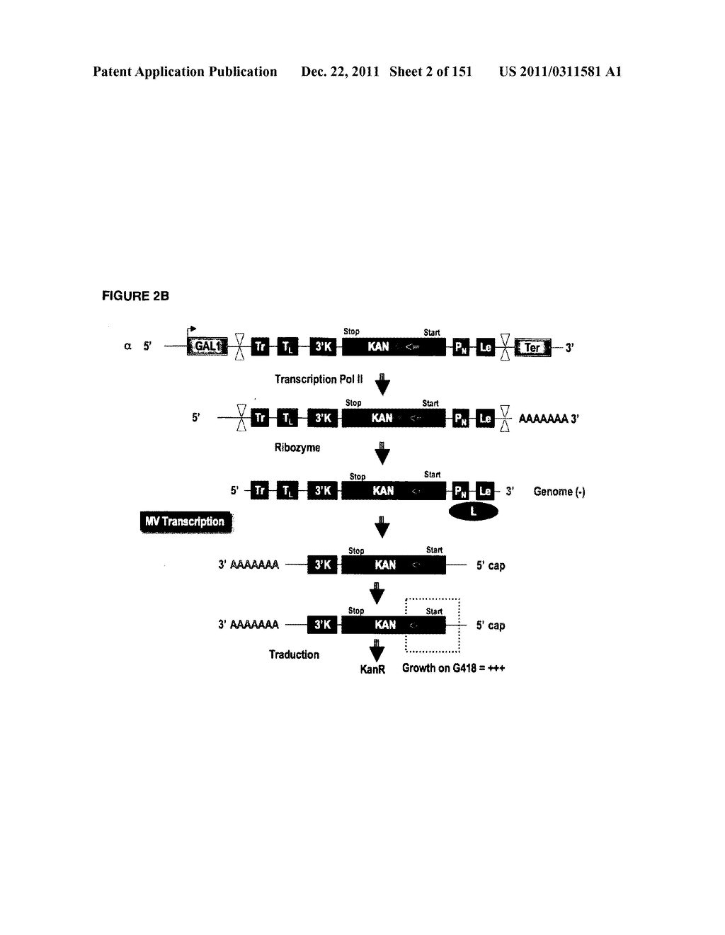 REVERSE GENETICS OF NEGATIVE-STRAND RNA VIRUSES IN YEAST - diagram, schematic, and image 03