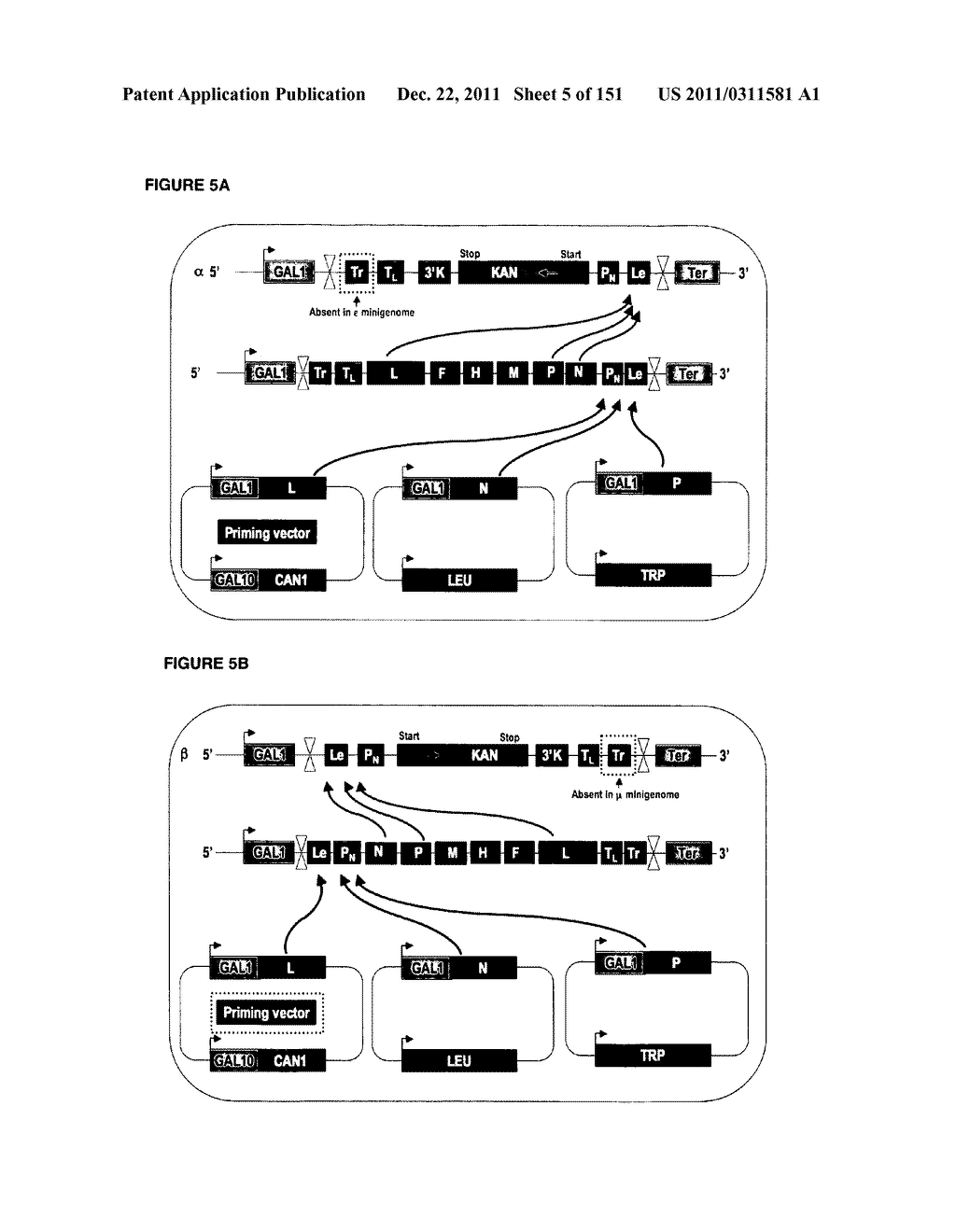 REVERSE GENETICS OF NEGATIVE-STRAND RNA VIRUSES IN YEAST - diagram, schematic, and image 06