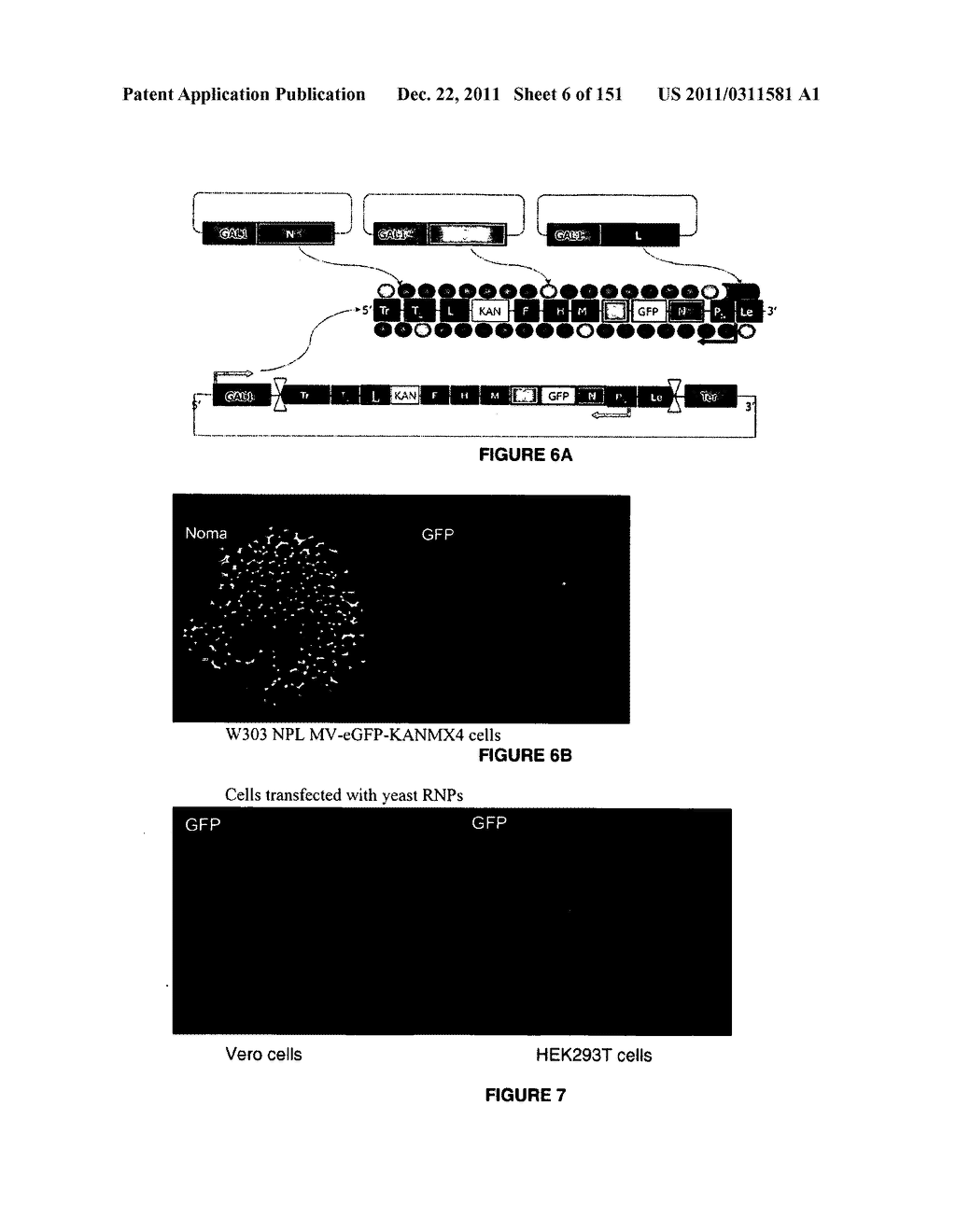 REVERSE GENETICS OF NEGATIVE-STRAND RNA VIRUSES IN YEAST - diagram, schematic, and image 07