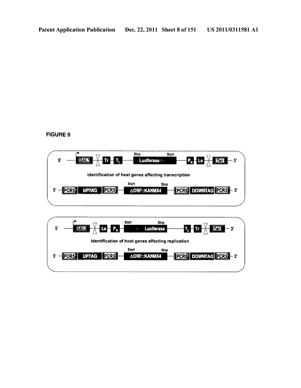 REVERSE GENETICS OF NEGATIVE-STRAND RNA VIRUSES IN YEAST - diagram, schematic, and image 09