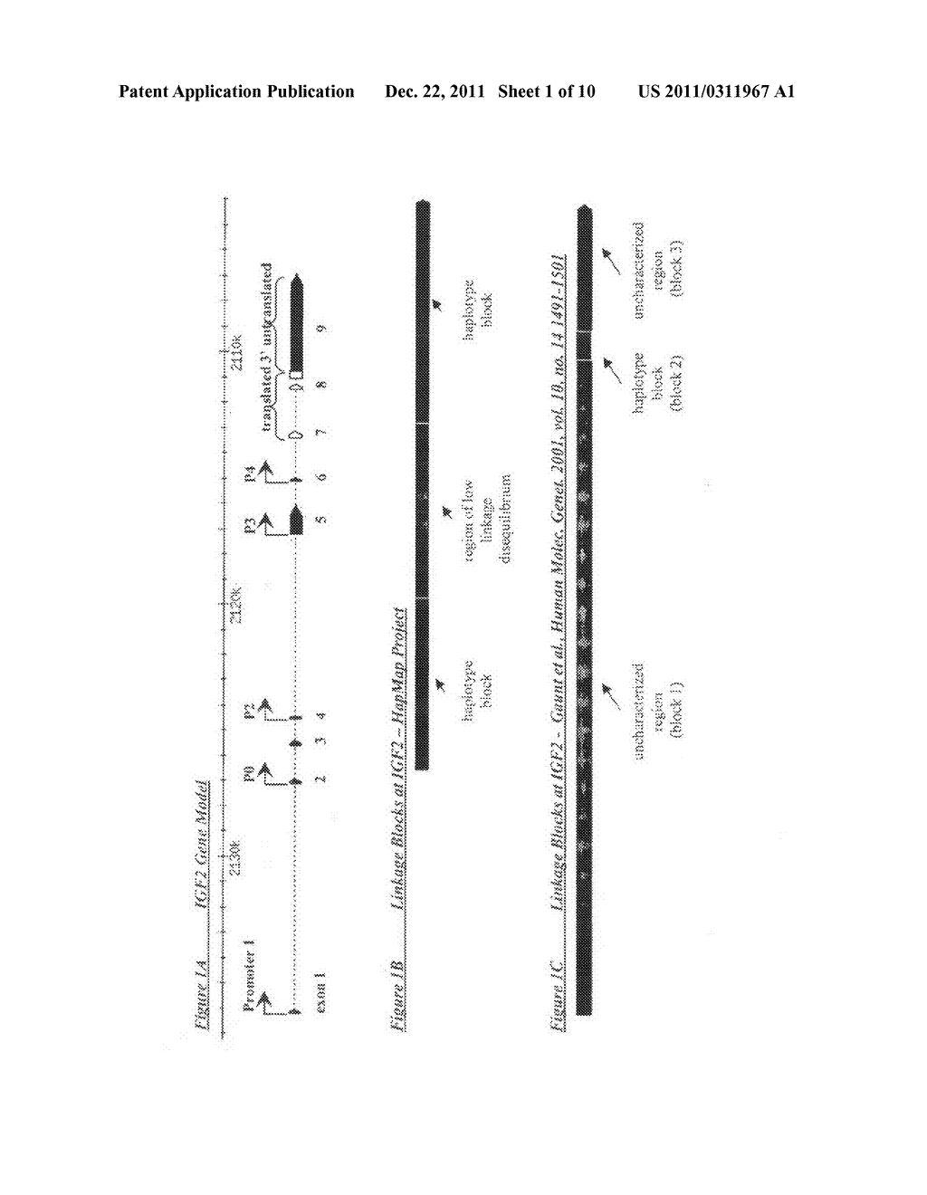 Novel Single Nucleotide Polymorphisms and Combinations of Novel and Known     Polymorphisms for Determining the Allele-Specific Expression of the IGF2     Gene - diagram, schematic, and image 02