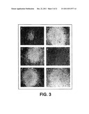 In Vitro Generation of Hepatocytes from Human Embryonic Stem Cells diagram and image