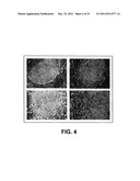 In Vitro Generation of Hepatocytes from Human Embryonic Stem Cells diagram and image