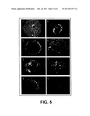 In Vitro Generation of Hepatocytes from Human Embryonic Stem Cells diagram and image