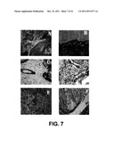 In Vitro Generation of Hepatocytes from Human Embryonic Stem Cells diagram and image