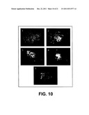 In Vitro Generation of Hepatocytes from Human Embryonic Stem Cells diagram and image