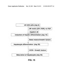 In Vitro Generation of Hepatocytes from Human Embryonic Stem Cells diagram and image
