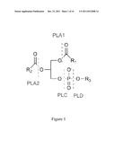 Enzymatic Assay for the Quantitative Determination of Phospholipase A1 or     A2 Activity in a Sample diagram and image