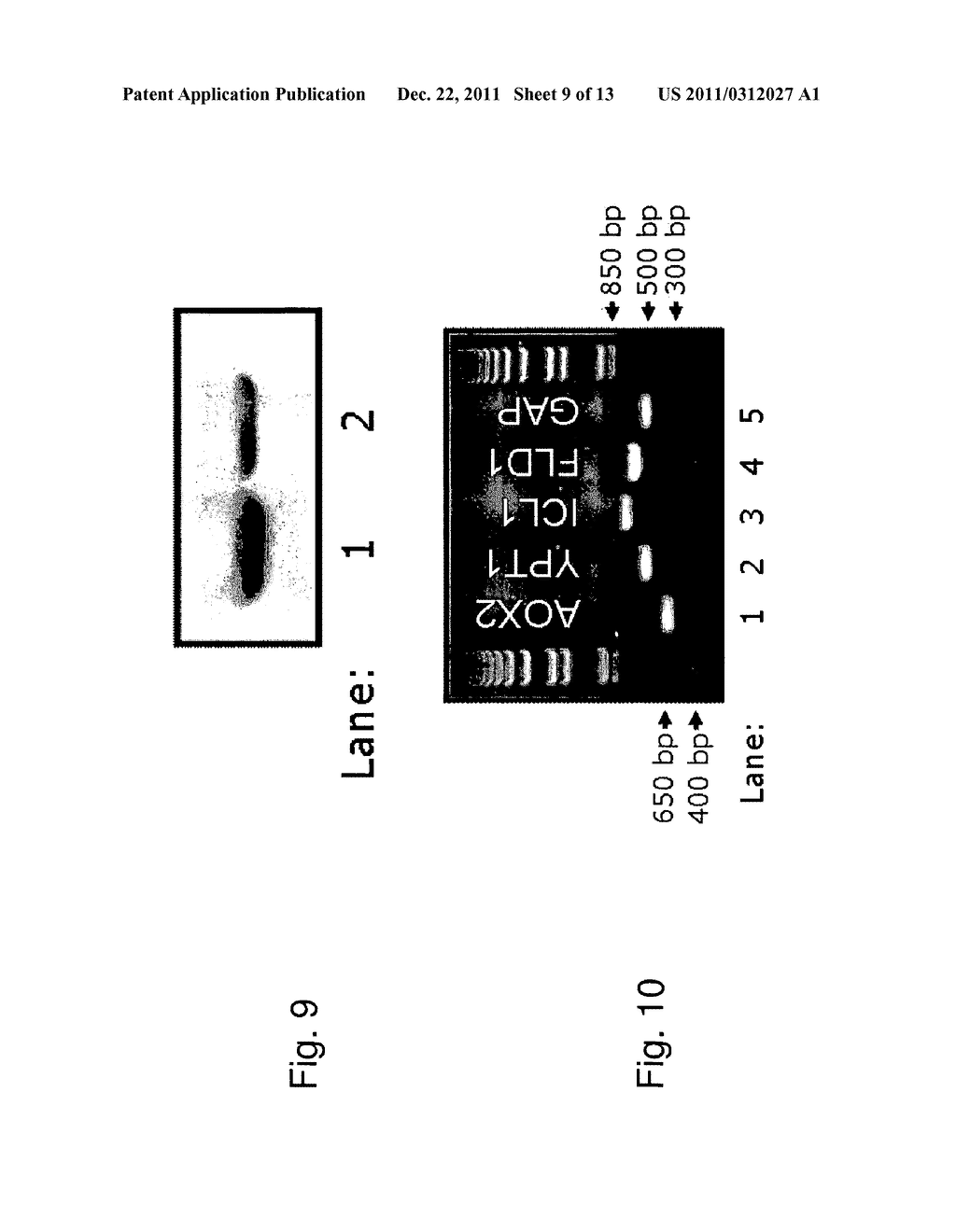 Production of Carrier-Peptide Conjugates Using Chemically Reactive     Unnatural Amino Acids - diagram, schematic, and image 10