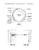 TRICHODERMA PROMOTER diagram and image