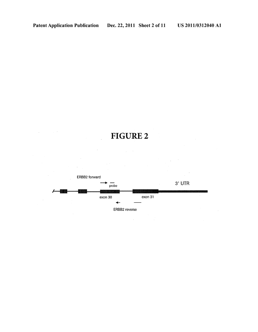 Preferential Amplification of mRNA Over DNA Using Chemically Modified     Primers - diagram, schematic, and image 03