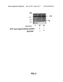 COMPOSITIONS AND METHODS FOR PREVENTION AND TREATMENT OF AMYLOID-BETA     PEPTIDE-RELATED DISORDERS diagram and image