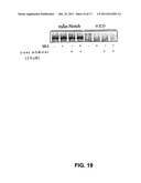 COMPOSITIONS AND METHODS FOR PREVENTION AND TREATMENT OF AMYLOID-BETA     PEPTIDE-RELATED DISORDERS diagram and image