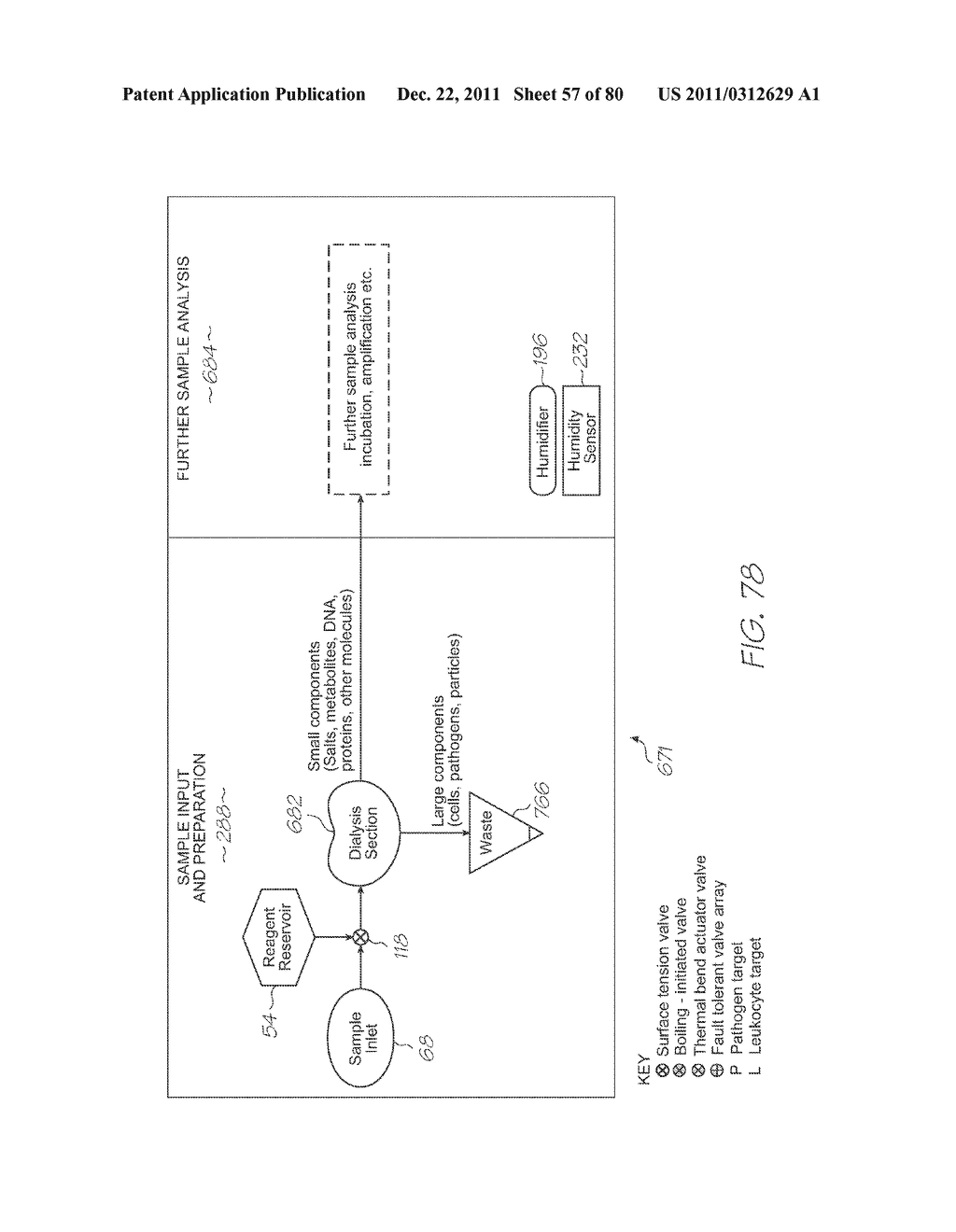 MICROFLUIDIC DEVICE WITH DIALYSIS SECTION HAVING STOMATA TAPERING COUNTER     TO FLOW DIRECTION - diagram, schematic, and image 58