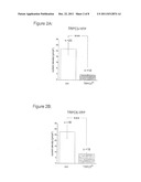 USE OF A TRPC CHANNEL FOR THE TREATMENT OF A CARDIOVASCULAR DISEASE diagram and image