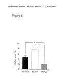 USE OF A TRPC CHANNEL FOR THE TREATMENT OF A CARDIOVASCULAR DISEASE diagram and image