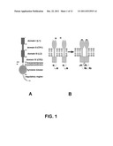 INHIBITORS OF TYROSINE KINASE RECEPTOR DIMERIZATION diagram and image