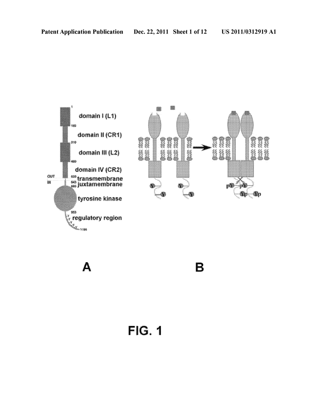 INHIBITORS OF TYROSINE KINASE RECEPTOR DIMERIZATION - diagram, schematic, and image 02