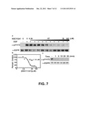 INHIBITORS OF TYROSINE KINASE RECEPTOR DIMERIZATION diagram and image