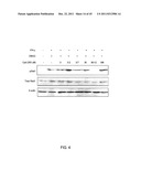 STAT3 INHIBITORS diagram and image