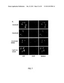 STAT3 INHIBITORS diagram and image