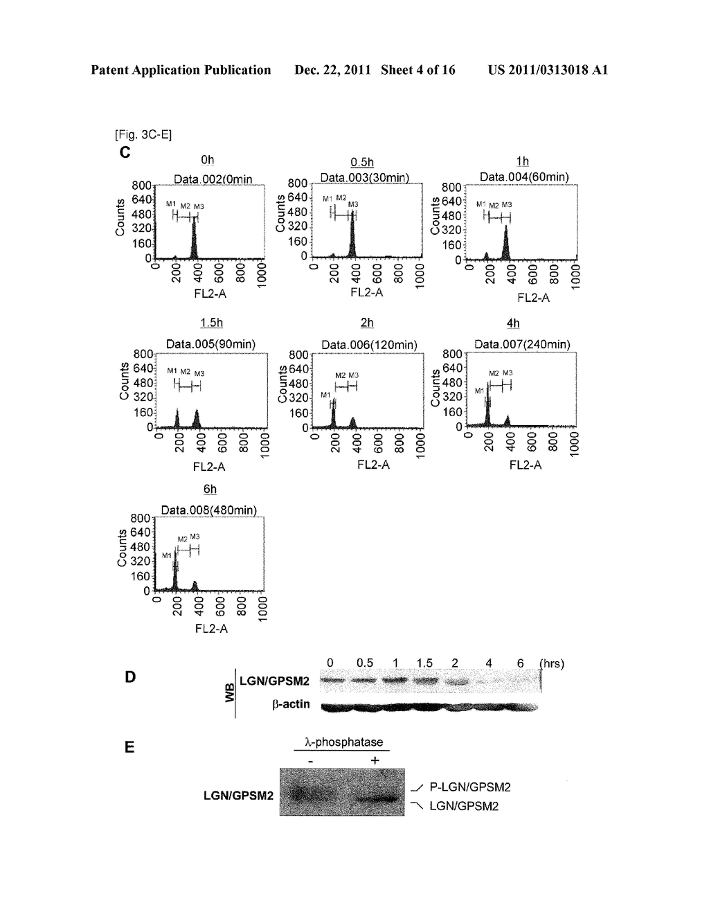 CANCER RELATED GENE, LGN/GPSM2 - diagram, schematic, and image 05