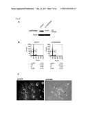 CANCER RELATED GENE, LGN/GPSM2 diagram and image