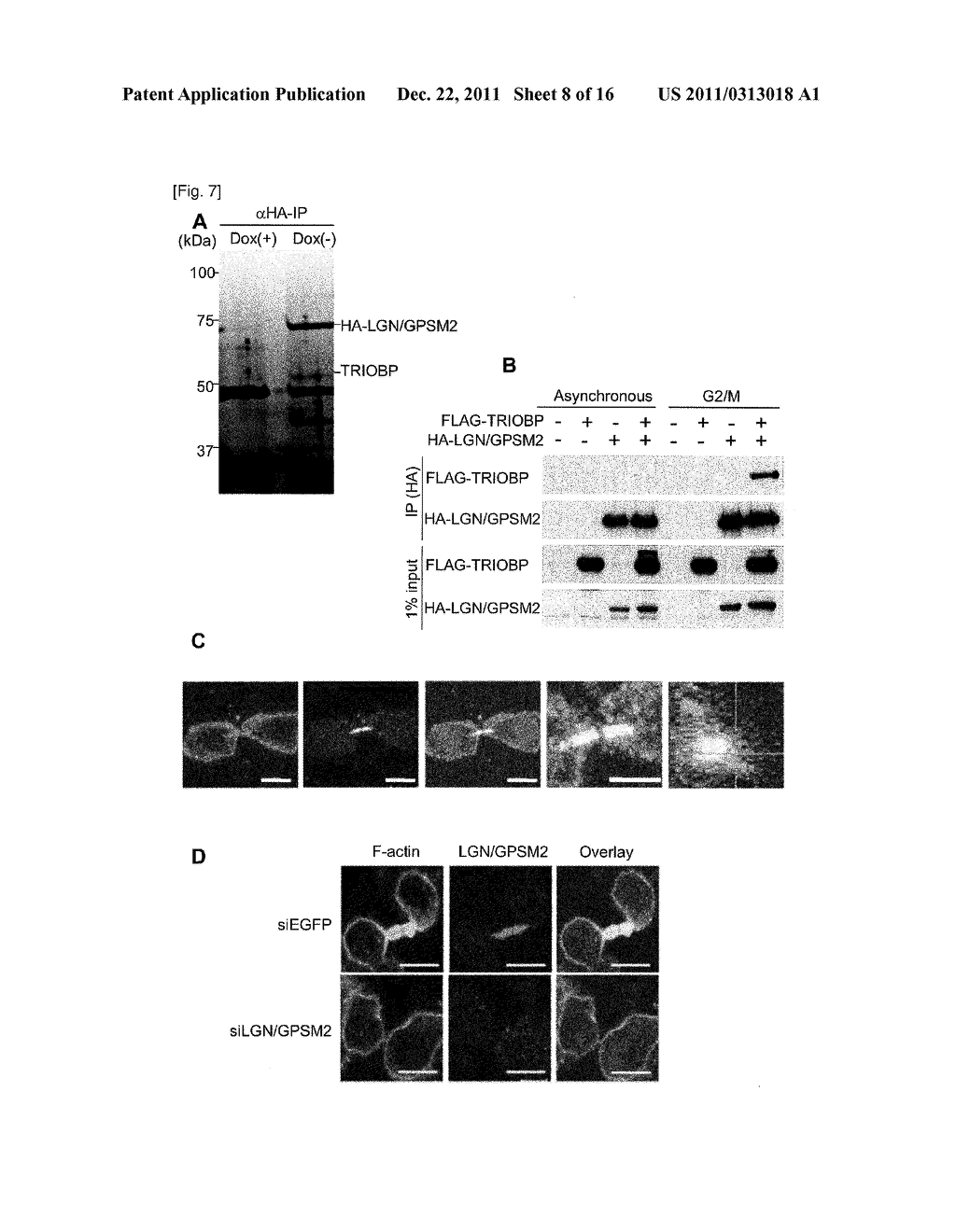 CANCER RELATED GENE, LGN/GPSM2 - diagram, schematic, and image 09