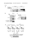 CANCER RELATED GENE, LGN/GPSM2 diagram and image