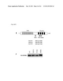 CANCER RELATED GENE, LGN/GPSM2 diagram and image