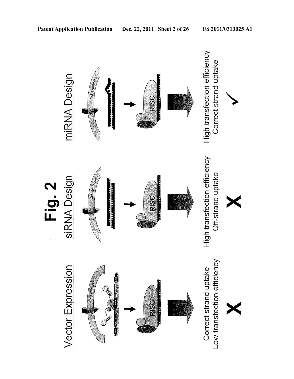 METHODS AND COMPOSITIONS INVOLVING MIRNA AND MIRNA INHIBITOR MOLECULES - diagram, schematic, and image 03