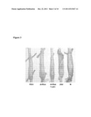 METHODS AND SUBSTANCES FOR STIMULATING MUSCLE REGENERATION diagram and image