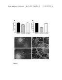 METHODS AND SUBSTANCES FOR STIMULATING MUSCLE REGENERATION diagram and image