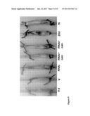 METHODS AND SUBSTANCES FOR STIMULATING MUSCLE REGENERATION diagram and image