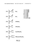 HER2 ANTIBODY COMPOSITIONS diagram and image