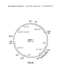 HER2 ANTIBODY COMPOSITIONS diagram and image