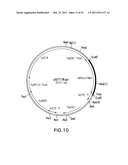 HER2 ANTIBODY COMPOSITIONS diagram and image