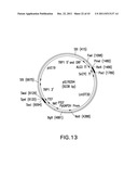 HER2 ANTIBODY COMPOSITIONS diagram and image