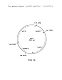 HER2 ANTIBODY COMPOSITIONS diagram and image