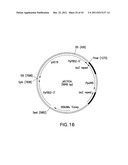 HER2 ANTIBODY COMPOSITIONS diagram and image