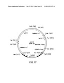 HER2 ANTIBODY COMPOSITIONS diagram and image